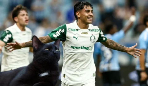 Gato Vidente Aposta na vitória do Palmeiras contra o Flamengo na Libertadores.
